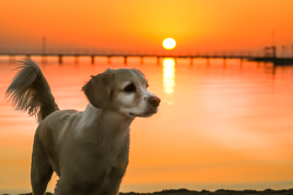 Dog at Sunrise over a pier on the Red Sea near El Gouna