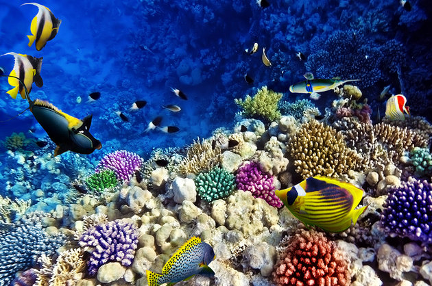 Fish on Coral .egypt-hurghada-red-sea-coral-life